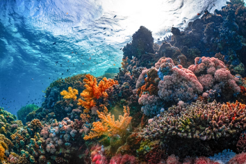 Colorful coral reef in the waters surrounding Koh Tang