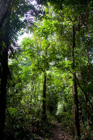 Path through Koh Tang's tropical forest