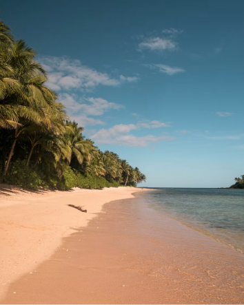 Quiet private beach shaded by palm trees